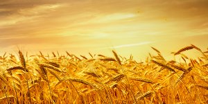Buğday Fiyatları ve Buğday Ticareti
